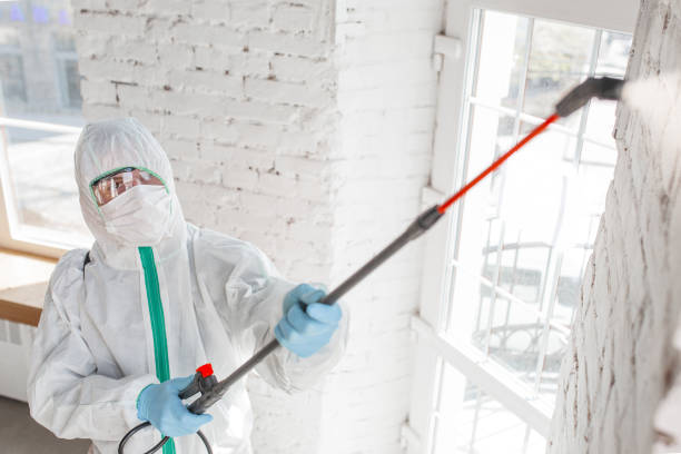 Best Commercial Mold Remediation in Mapleton, MN